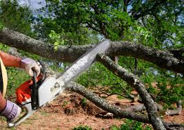 Professional Tree Removal and Landscaping Services in Haverhill, FL